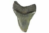 Bargain, Fossil Megalodon Tooth - South Carolina #124754-2